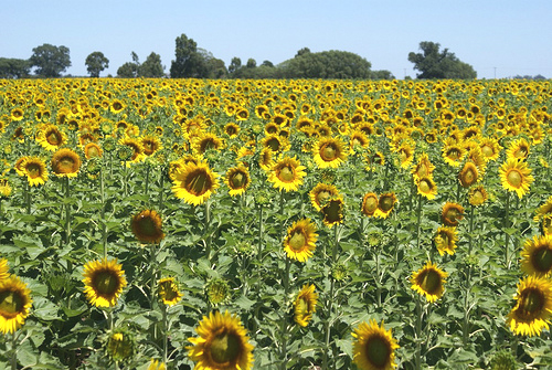 girasoles_tres_arroyos