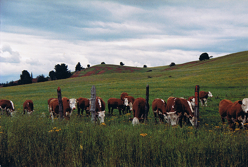 vacas