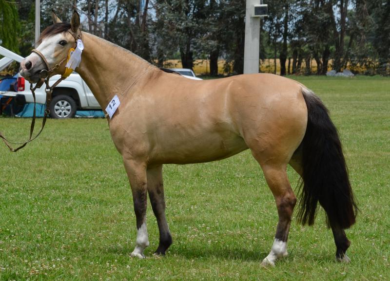 Cerca de la primera prueba de Enduro de la Raza Criolla en Argentina.