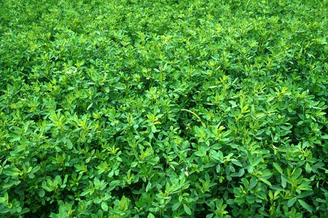 En Las Breñas, Chaco, evalúan y caracterizan cultivares de alfalfa.