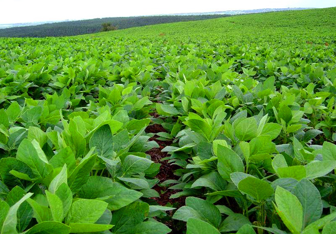 Logran editar un biofertilizante que aumenta un 6% la productividad de la soja.