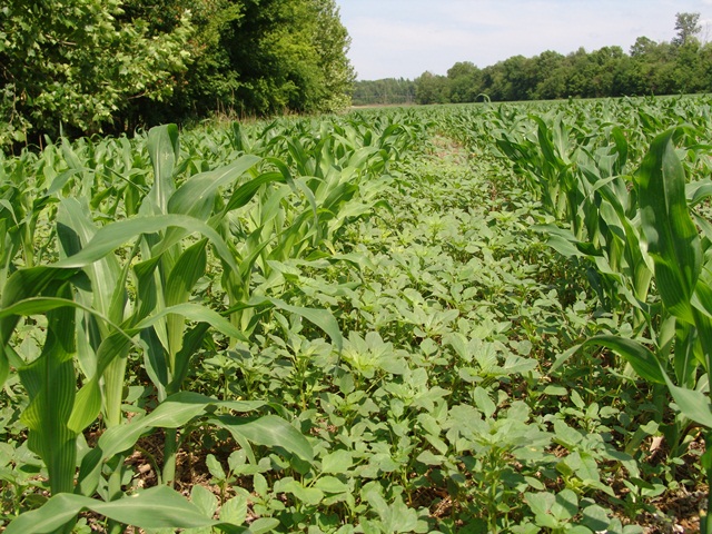 Amaranthus_palmeri