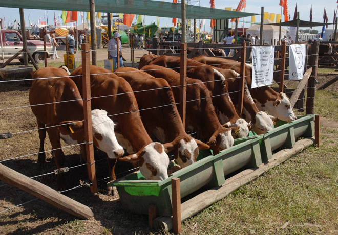 Expoagro - Vacas