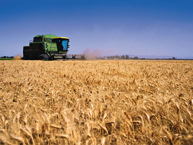Con un 8% menos de siembra, el trigo argentino va por una cosecha de 19 Mt.