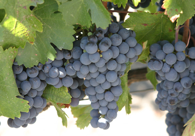 Malbec uvas