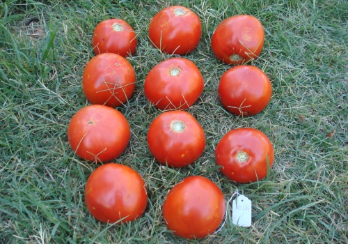 tomate1