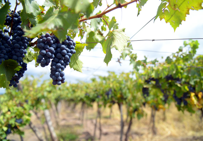 Agroindustria - Vitivinicultura