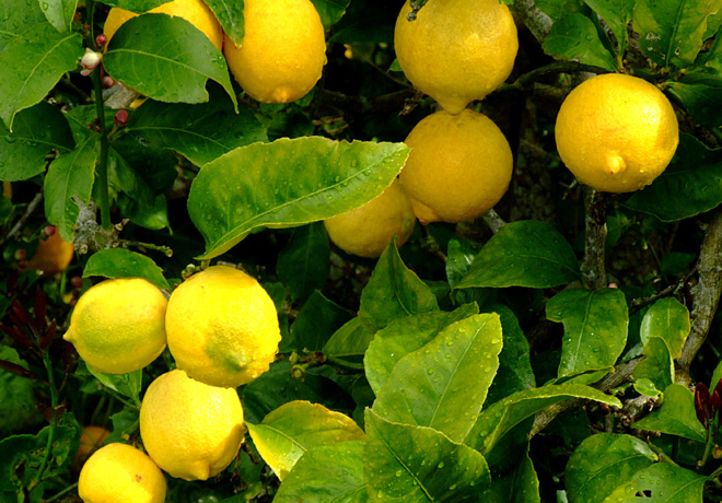 Limones