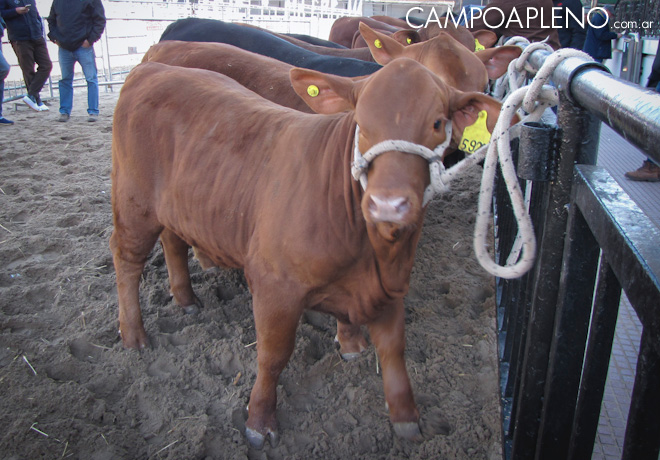 Ultimos preparativos para la Exposicion Rural 2017 4