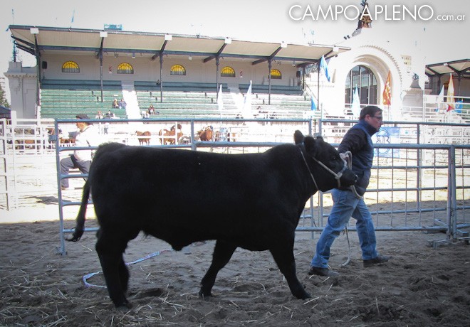 Ultimos preparativos para la Exposicion Rural 2017 5