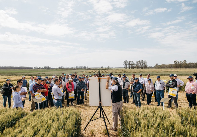 Nidera hace una nueva apuesta al cultivo de trigo