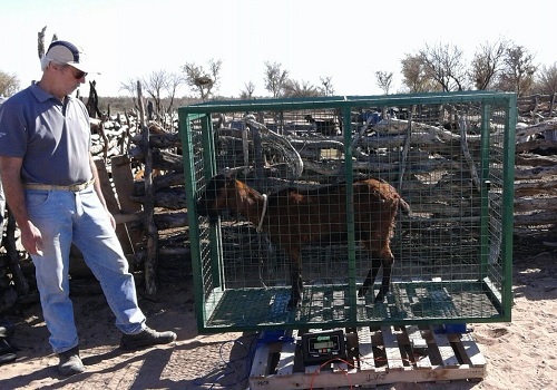 Carne de cabra: un sabor regional con potencial gastronómico.