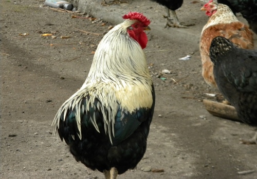 Gallinas