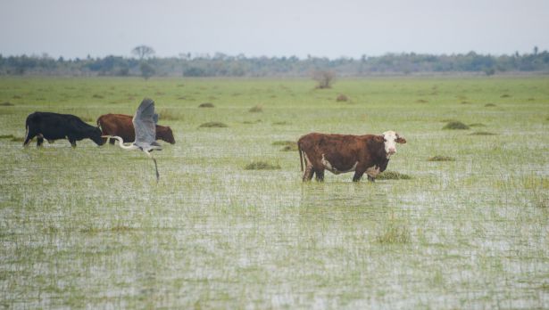 Inundaciones Norte Argentino