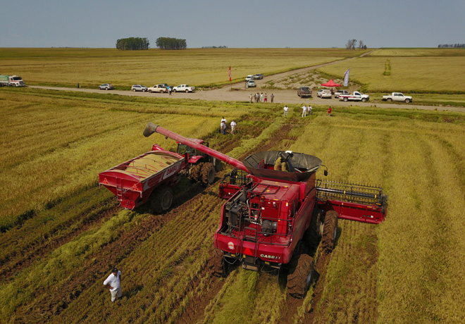 Case IH realiza pruebas de las Cosechadoras Axial-Flow Serie 130 arroceras 1