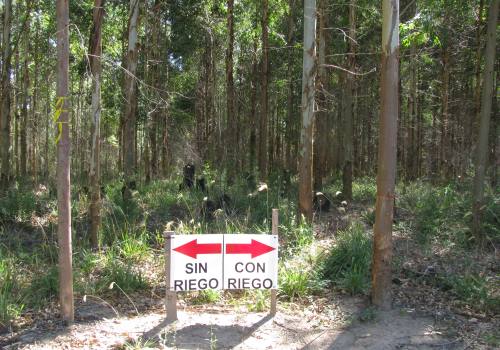 Plantaciones forestales regadas con aguas residuales