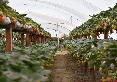 Plantación de frutilla