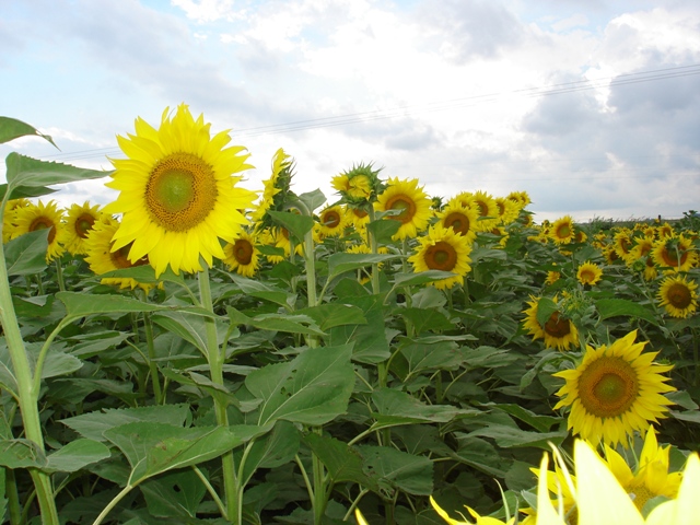 girasol