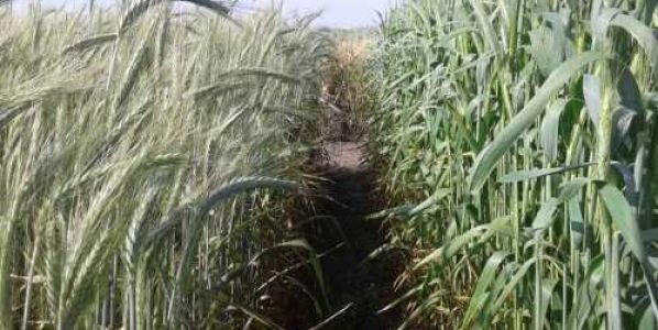 Triticale