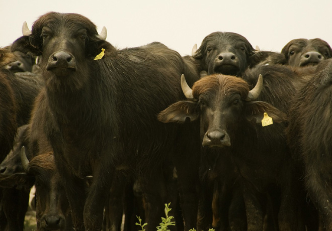 Descubren un virus de bufalos que contagia a vacas