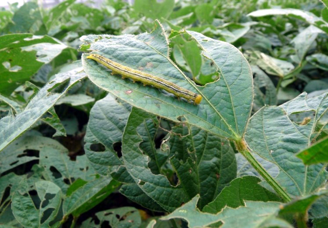 Soja - alerta por insectos que pueden afectar los rindes