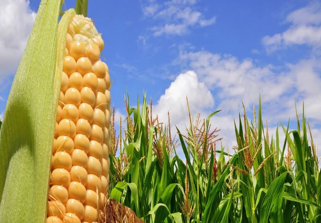 La cosecha sudamericana del maíz llega a su fin.