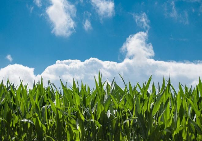 La industria del bioetanol alcanzó nuevos máximos en 2024.