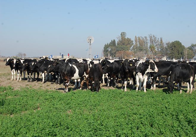 Rodeos de cría: Pautas de manejo estratégico para el otoño.