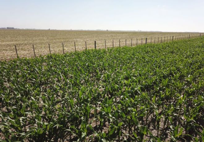 Logran editar un biofertilizante que aumenta un 6% la productividad de la soja.