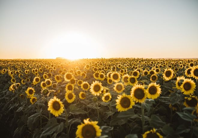 Bolsa de Cereales: La proyección de producción de girasol asciende a 4,7 Mtn.