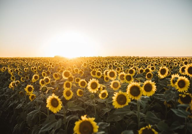 Cierre de campaña de girasol.