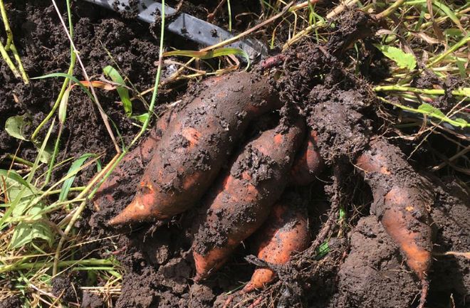 Promueven la producción de batata en zonas periurbanas.