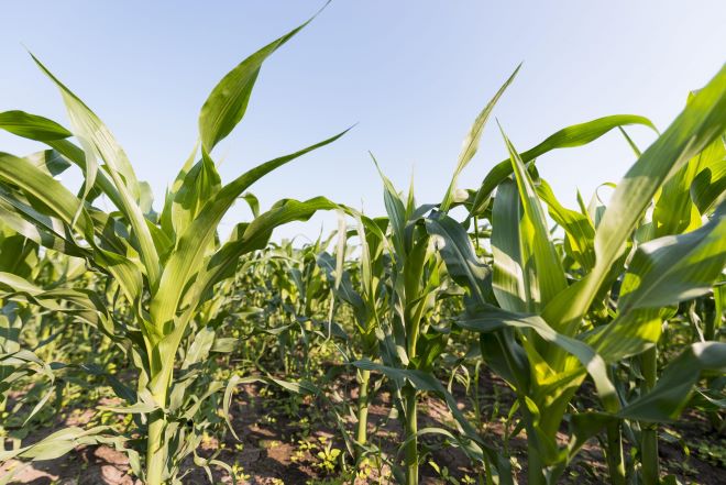 La expansión de la chicharrita reduce la estimación de maíz a 50,5 Mt.