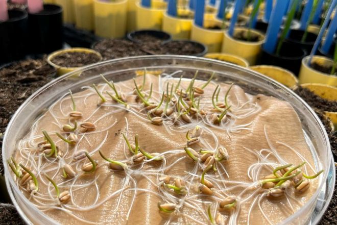 Identifican una región en el ADN del trigo que aumenta hasta un 5% el rendimiento.