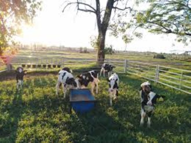 Implementan sistemas de crianza colectiva para mejorar el bienestar animal.