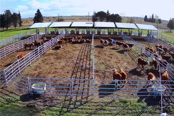 Reducen hasta 35% el consumo de alimento de los Novillos por kilo ganado.