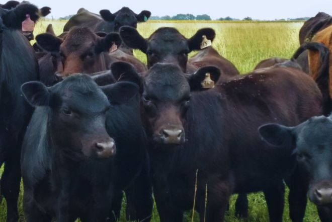 Recomendaciones para el control de parásitos en bovinos.