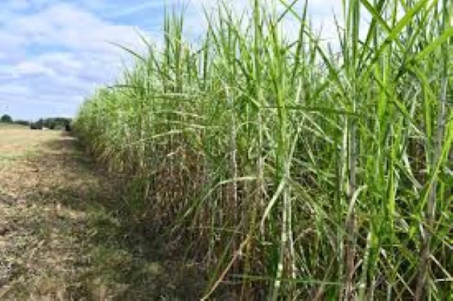 Tecnología de precisión y drones, aliados para monitorear la caña de azúcar.