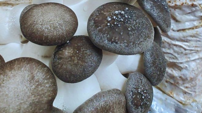 A partir de hongos comestibles, desarrollan alimentos funcionales.