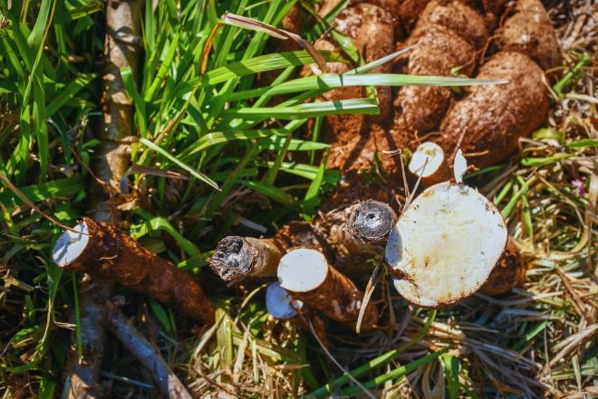 El INTA desarrolla cultivares de mandioca para el consumo y la industria.
