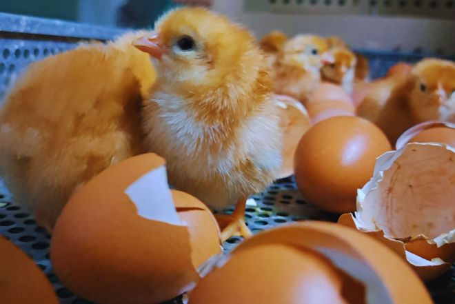 Optimizan la eficiencia genética de ponedoras Negra INTA.