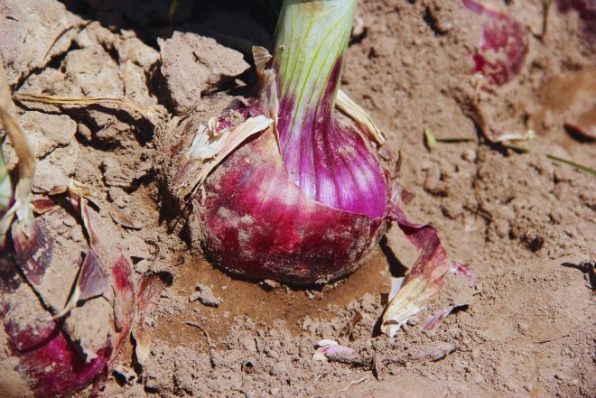 Presentan una nueva variedad de cebolla de bulbos rojos.
