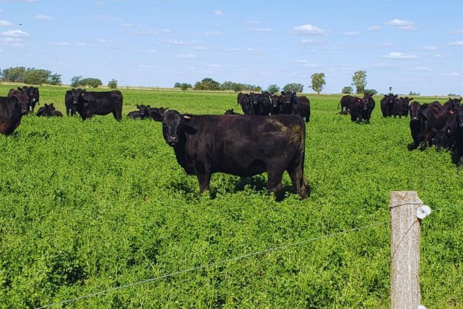 La carne de sistemas pastoriles busca comunicar su identidad productiva.