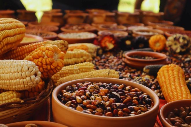 Buscan conservar variedades criollas y nativas para preservar la diversidad genética.