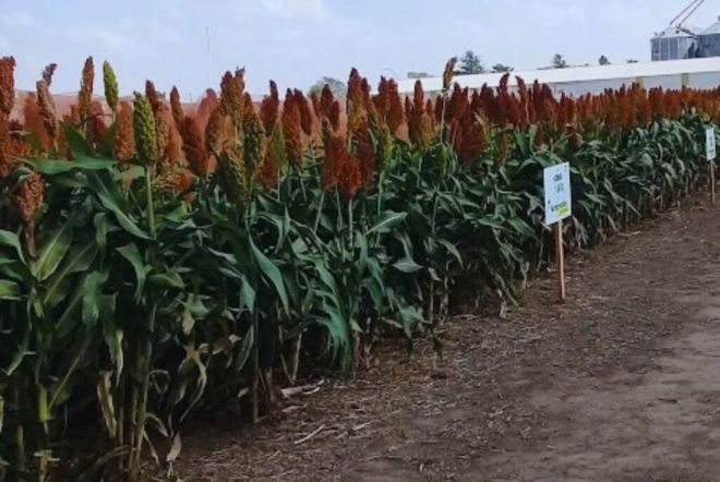 La fertilización nitrogenada mejora el desempeño del sorgo en suelos con restricciones